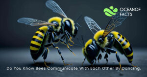 Bees Communicate With Each Other By Dancing