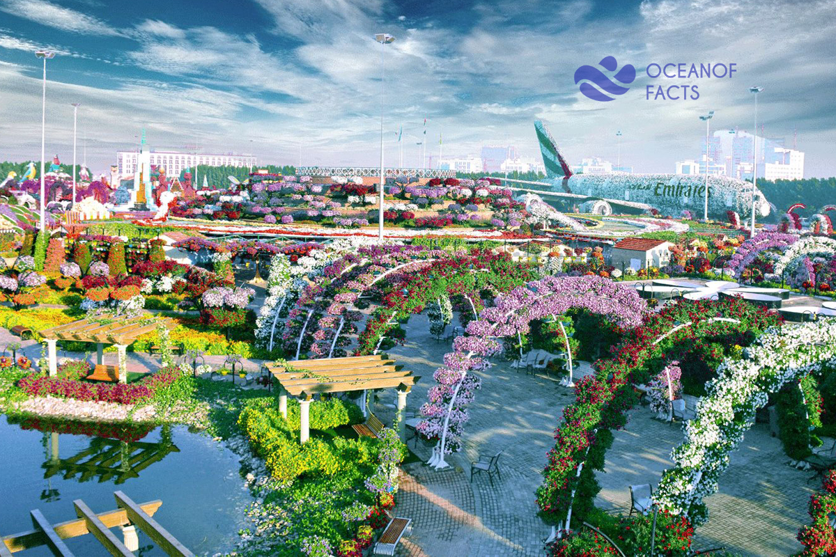 Dubai Miracle Garden Is The Largest Natural Flower In The World.