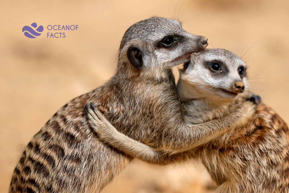 DO You Know 20% Of Meerkats Die At The Hands Of Another Meerkat.