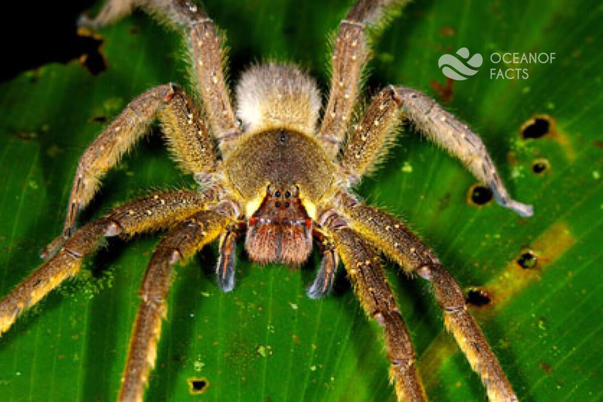 A  Bite From The Brazilian Wandering Spider Can Cause An Erection That Up To 4 Hours.