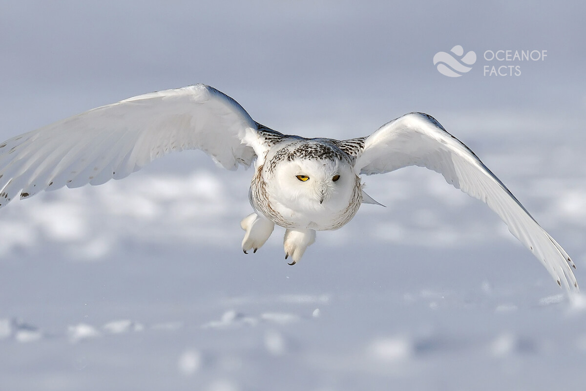 Snowy Owls The Only Bird That Can Fly At 0.5 Cm Height.