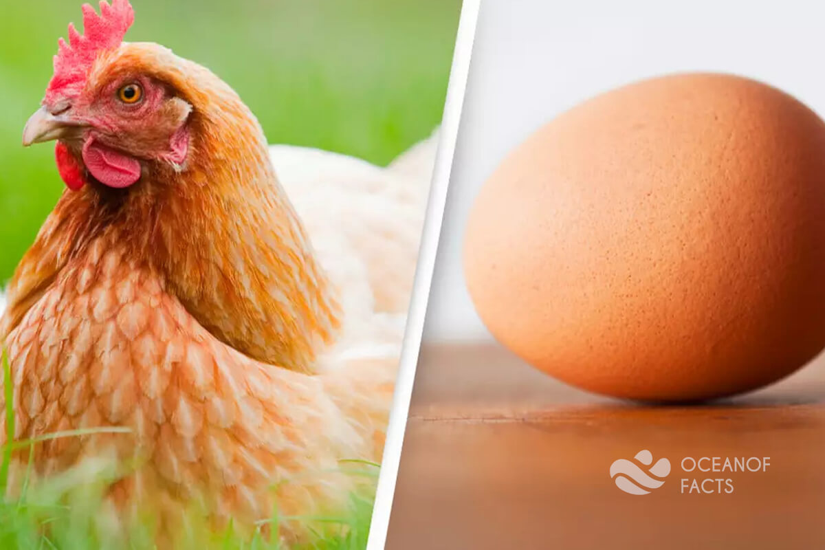 Scientists Finally Concluded That The Chicken Come First Not The Egg.