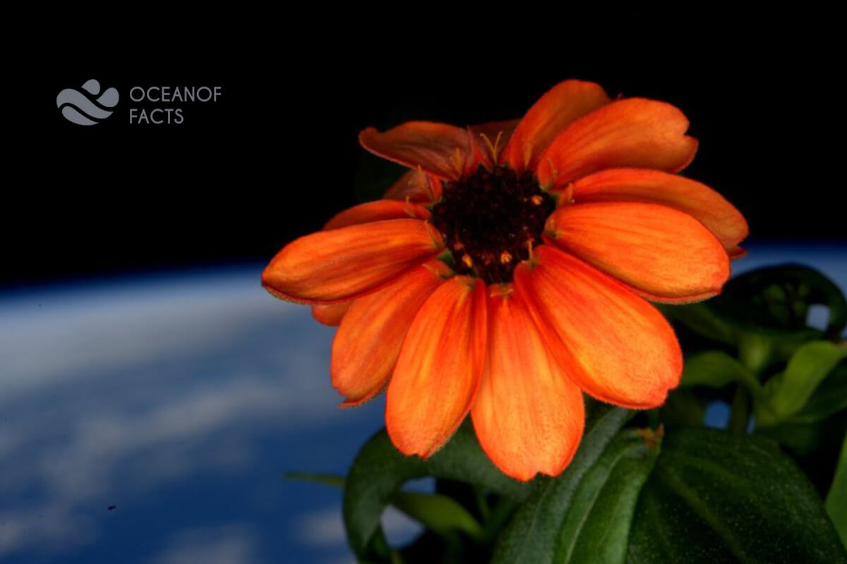 Do You Know Zinnia Flower Grown in Space.