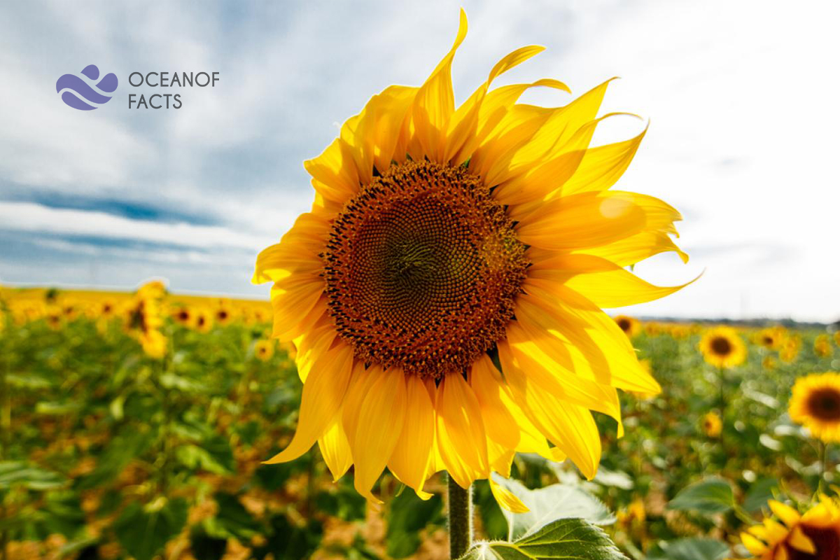 Sunflowers Are Actually Made Up Hundreds Of Small Flowers.