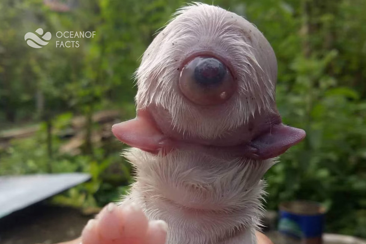 Do You Know A Puppy With One Eye, Two Tongues?