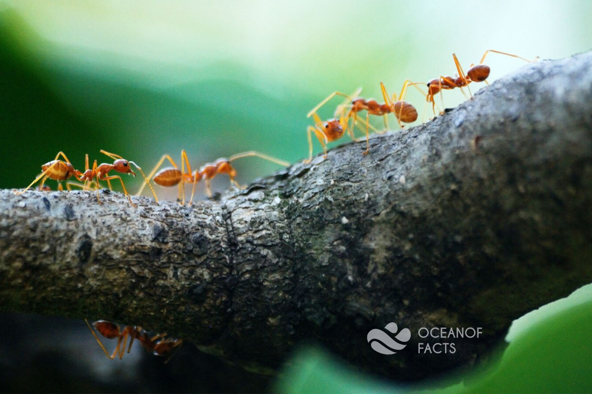 Do You Know Total Weight Of All Ants On Earth Is Equal To The Weight Of All Humans.