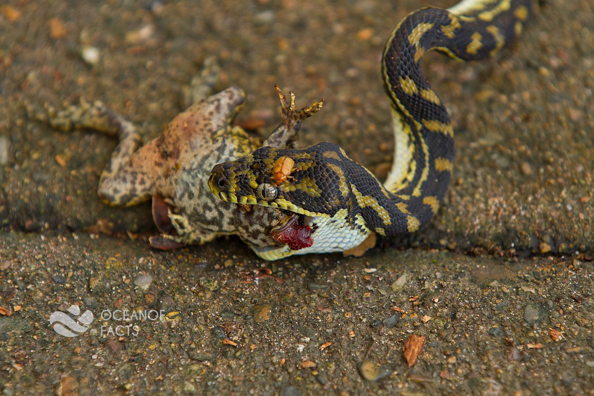 Snake Dies After Trying To Eat A Cane Toad.