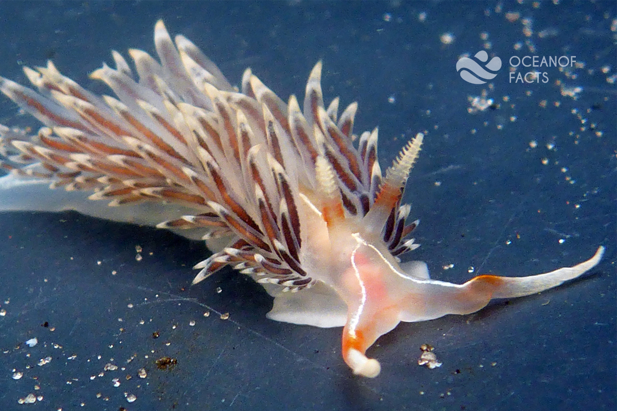 A Male Sea Slugs Cut Off Their Own Penis After Sex.