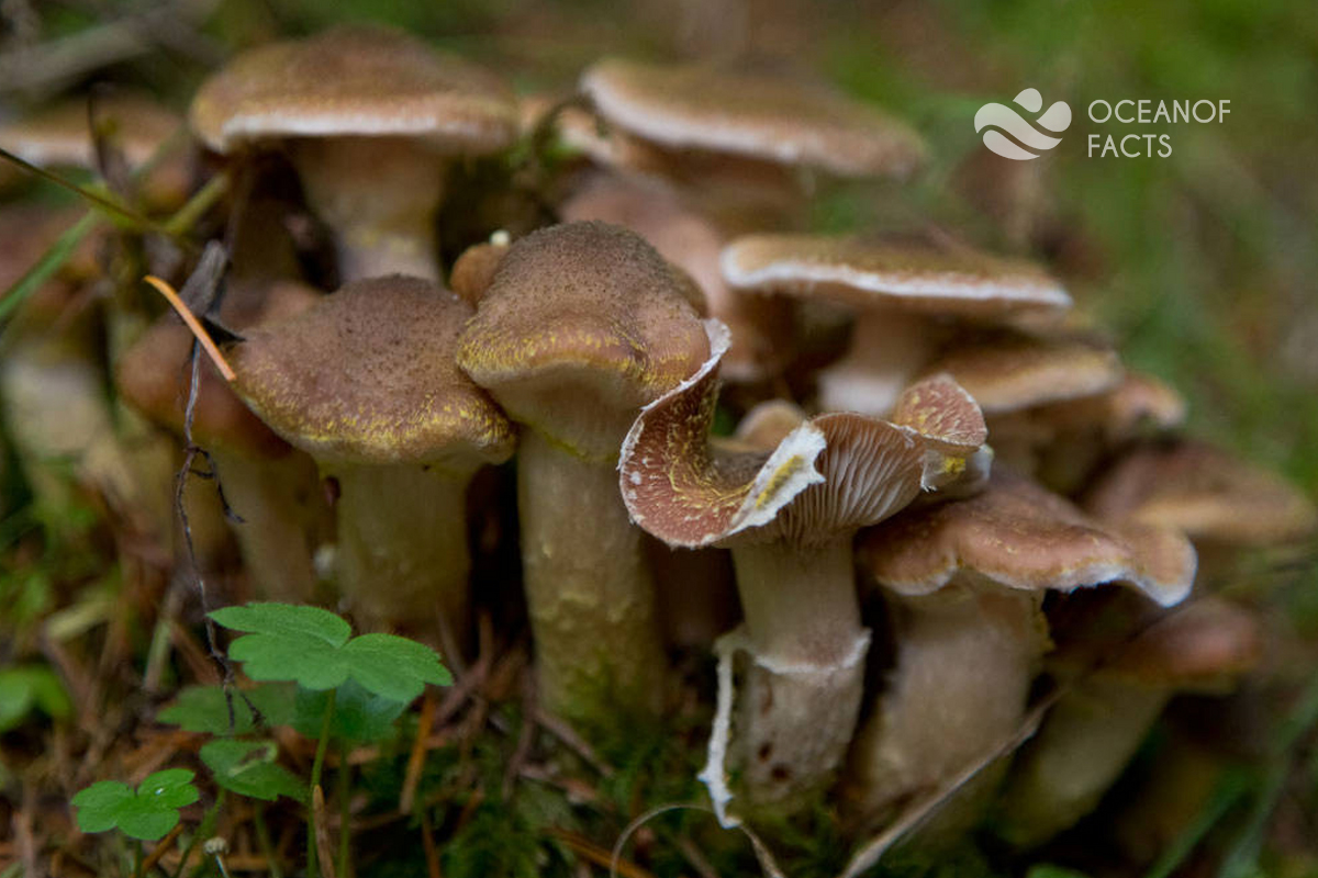 The World's Largest Living Organism Is Oregon Humongous Fungus.