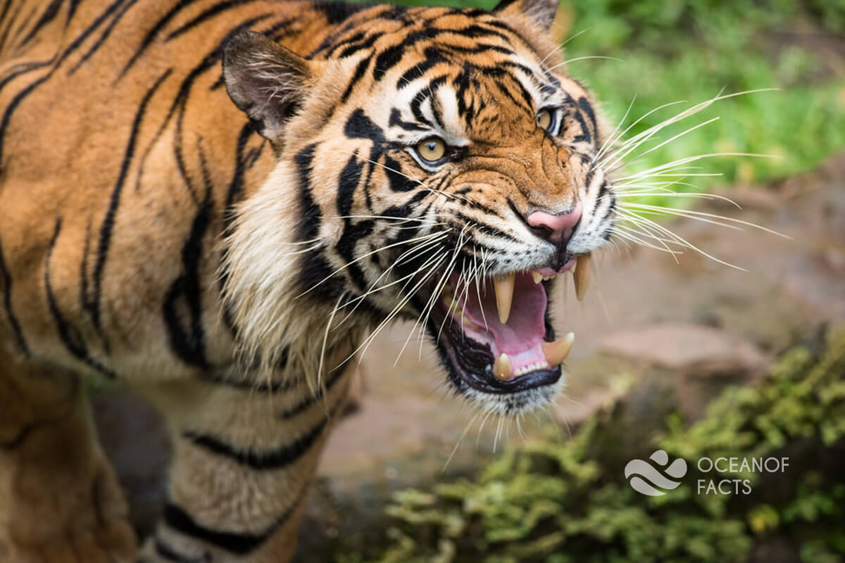 Did You Hear The Enraged Tiger?