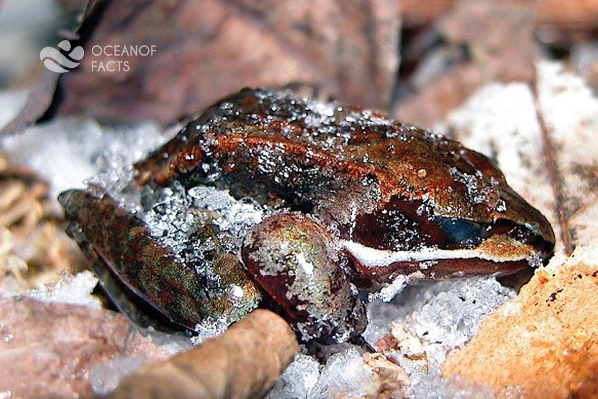 Alaskan Wood Frogs Freeze For About 7 Months.