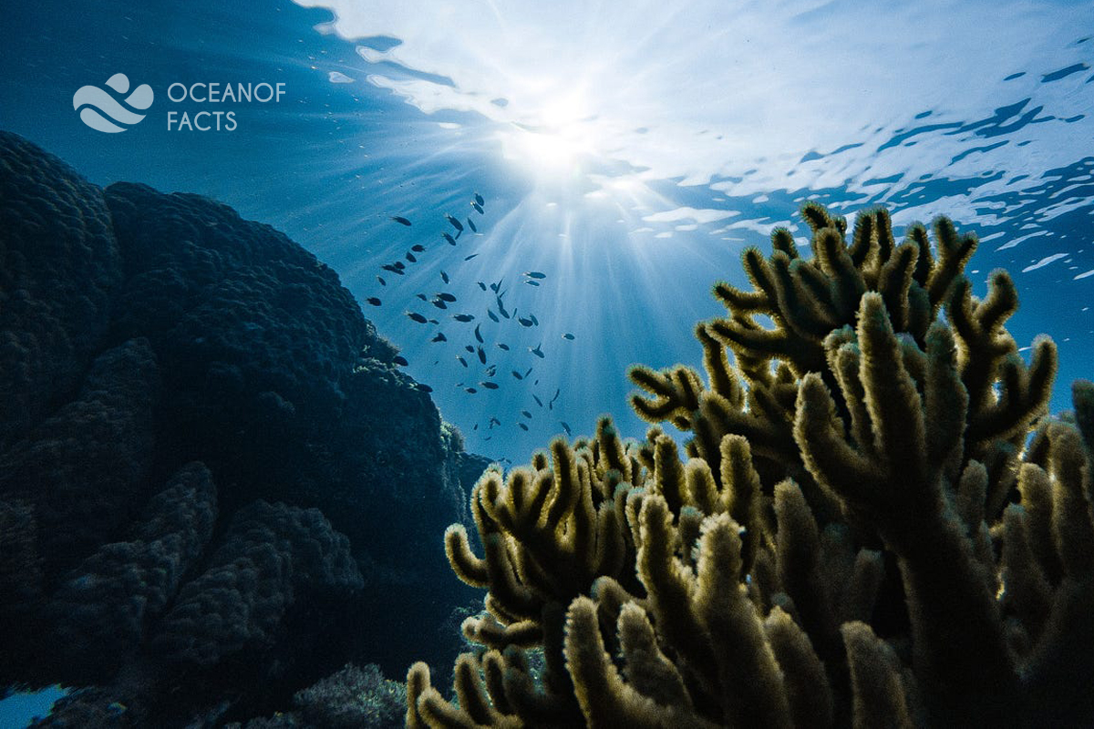 Do You Know 50-80% Of The Oxygen On Earth Comes From The Ocean.