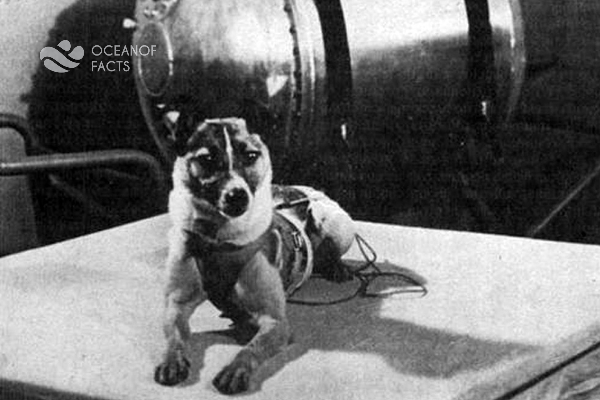 Laika Was the First Dog to Be Sent into Space.