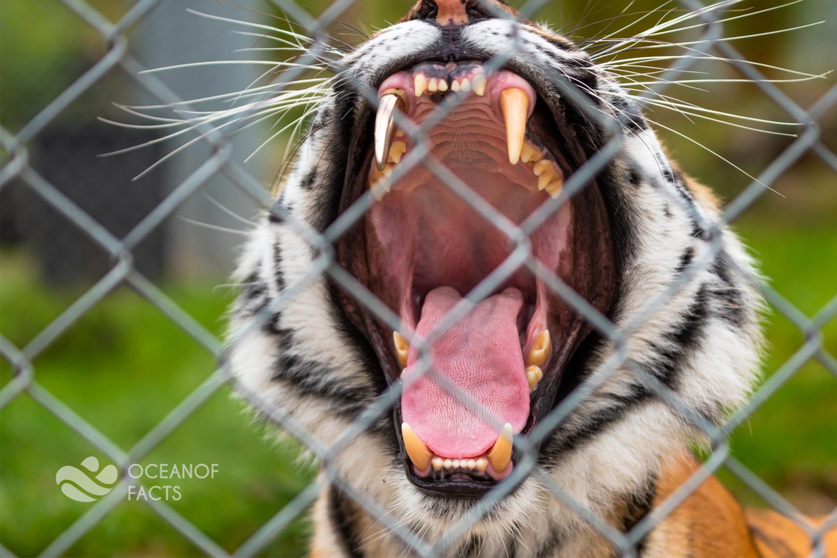 Do you Know Golden Tooth Tiger?