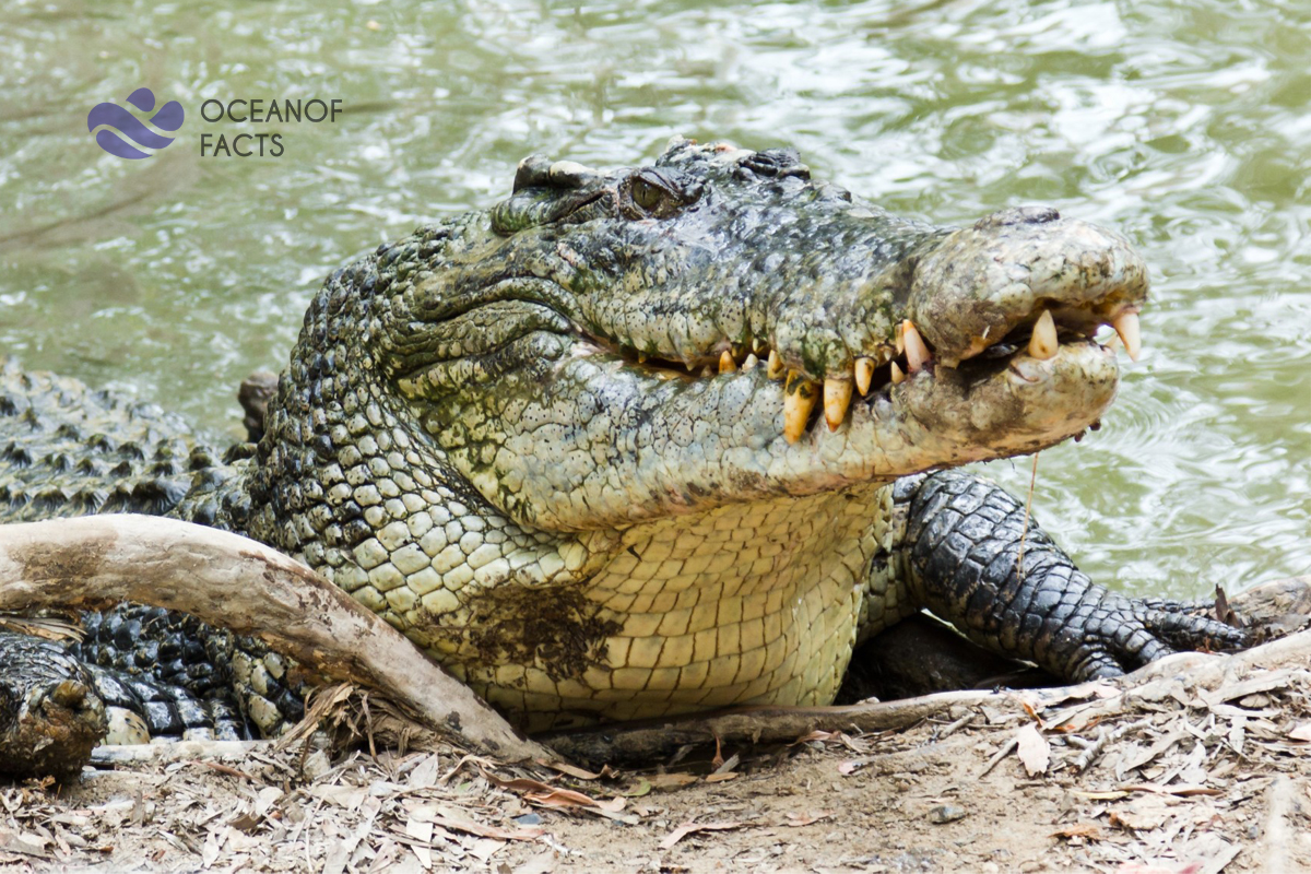 A crocodile cannot stick its tongue out.