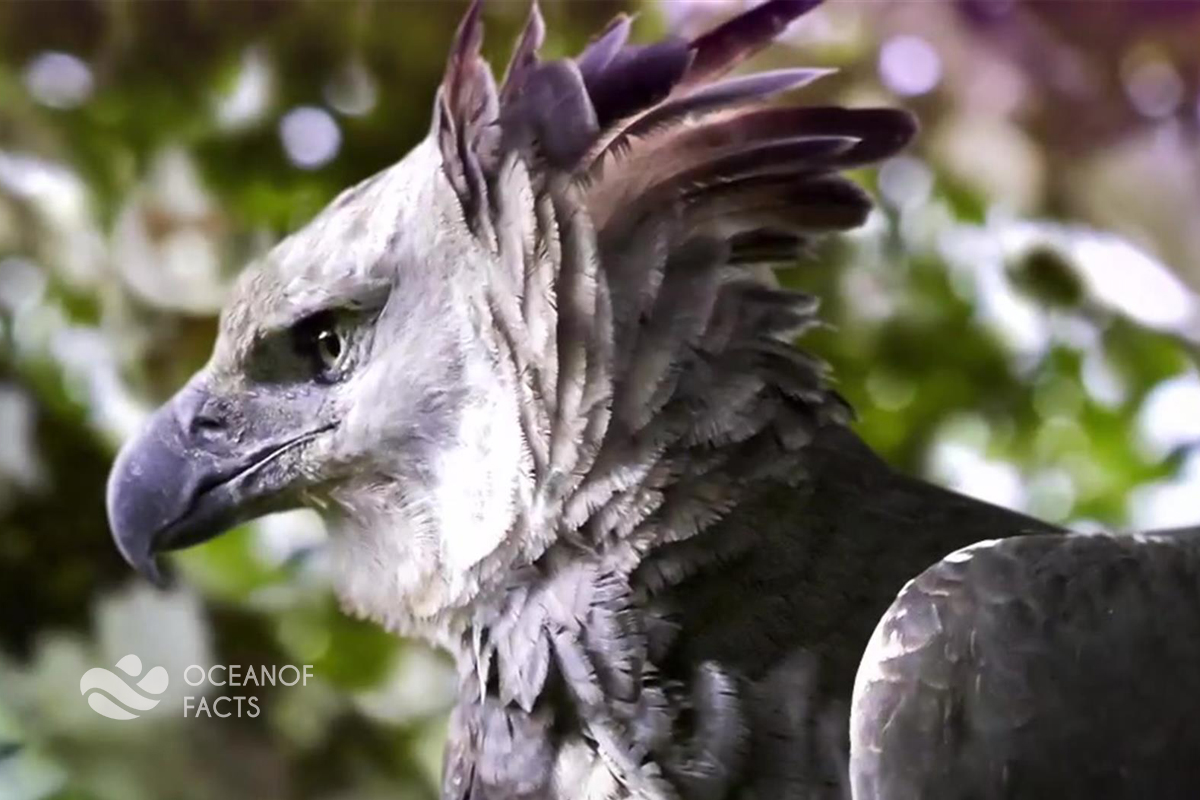 Do You Know Harpy Eagle?