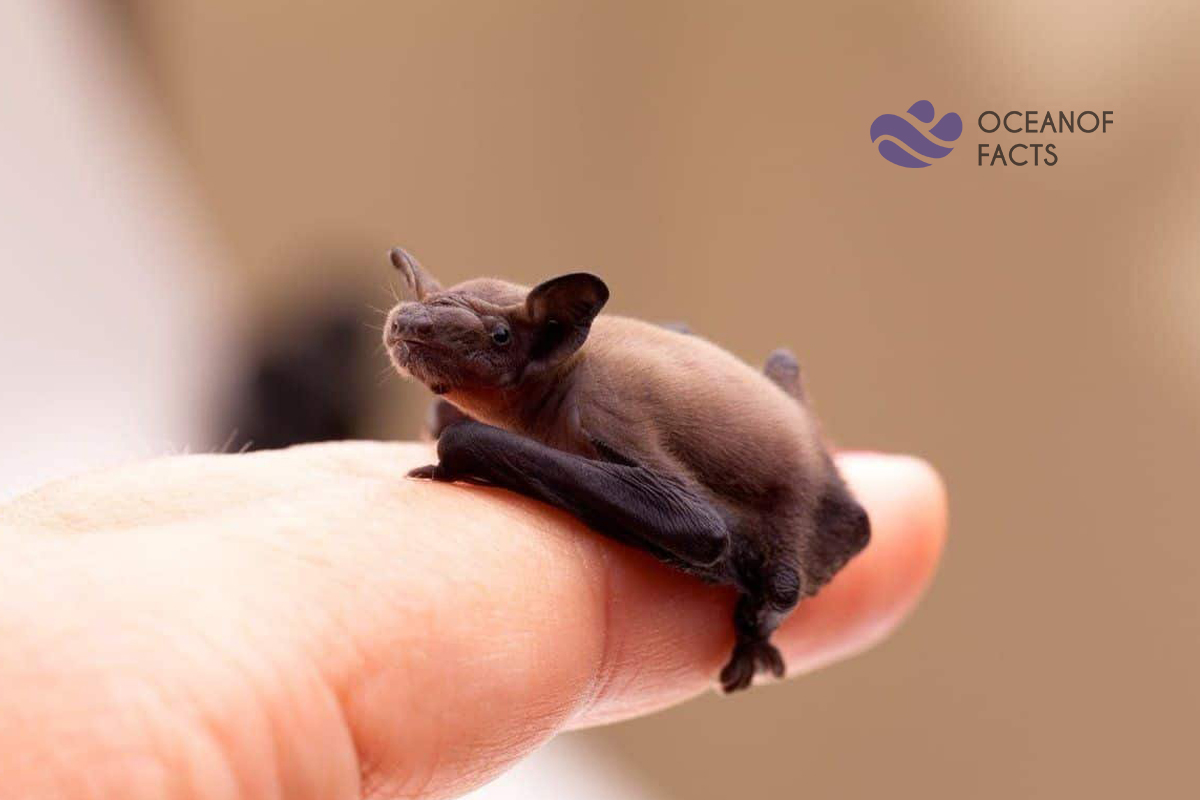 The bumblebee bat is the world’s tiniest mammal